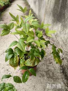 高度25厘米火焰南天竹