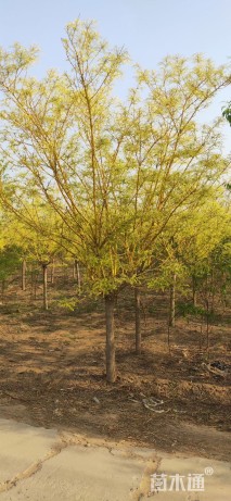 10公分金枝槐