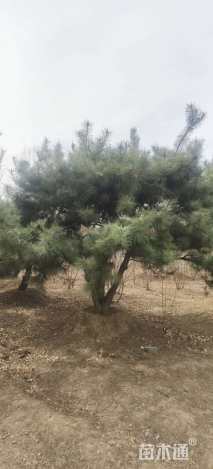 18公分造型油松