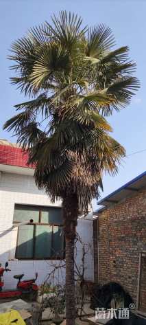 裸干高3200厘米棕榈