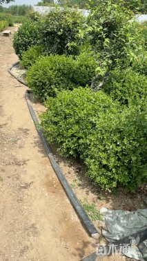 冠幅40厘米小叶黄杨球