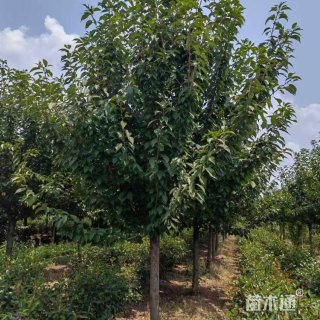20公分垂丝樱花