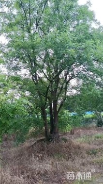 50公分丛生黄连木