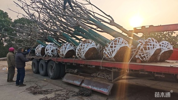 12公分乐昌含笑