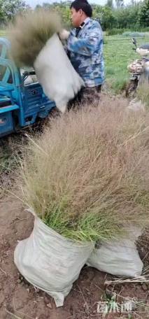 高度20厘米画眉草