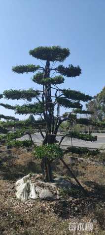 23公分造型黄杨