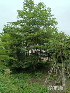 22公分小叶榄仁