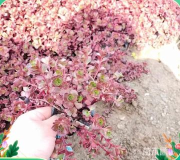 高度25厘米红景天