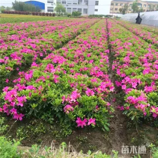 高度40厘米夏鹃小苗