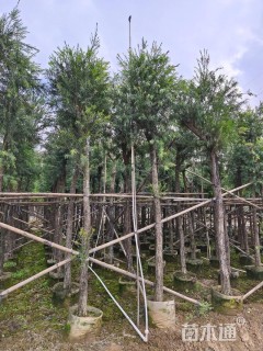 8公分串钱柳
