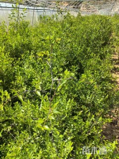 高度50厘米酸枣