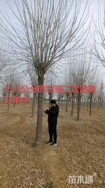 18公分白蜡