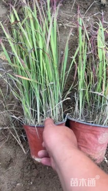 高度50厘米日本血草