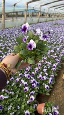 高度10厘米角堇