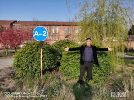 冠幅1800厘米海桐球