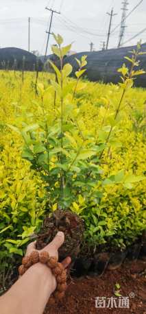 高度20厘米金叶女贞