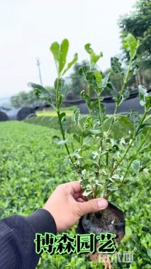 高度20厘米洒金珊瑚