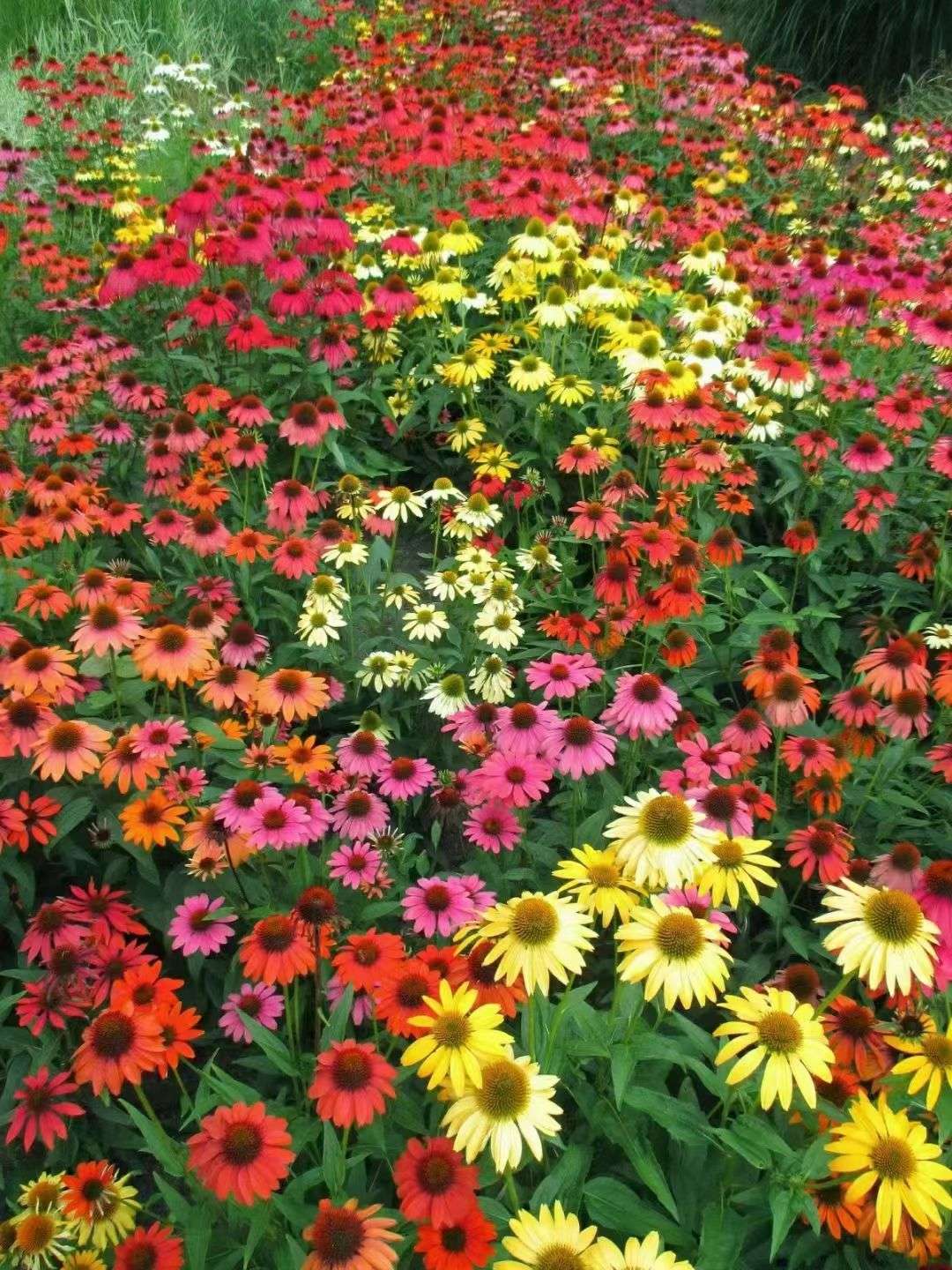 草原松果菊种子松果菊种子