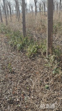 18公分金叶白蜡