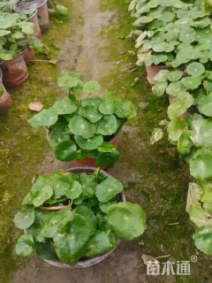高度10厘米铜钱草