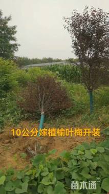 高度258厘米红叶榆叶梅