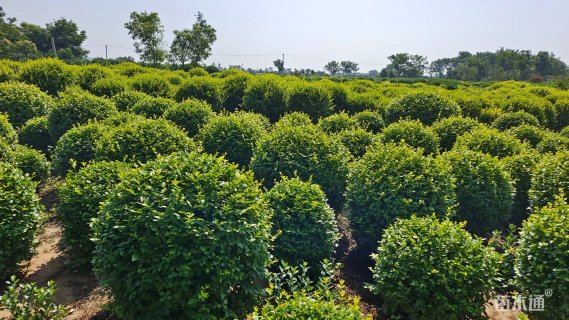 冠幅100厘米金叶女贞球
