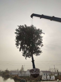 18公分大叶女贞