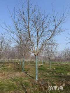 18公分高杆早樱