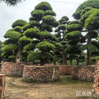 10公分罗汉松