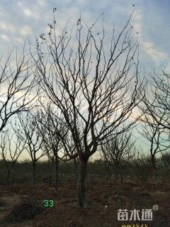 70公分多杆朴树