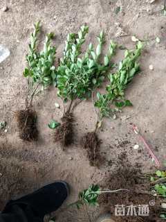 高度25厘米胶东卫矛