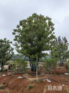 40公分丛生香樟