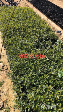 高度20厘米巴西野牡丹