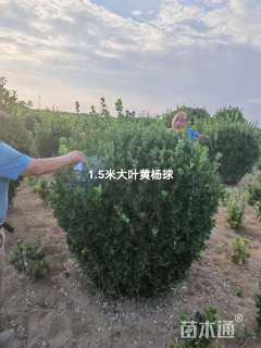 冠幅150厘米大叶黄杨球