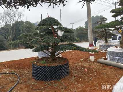 20公分罗汉松