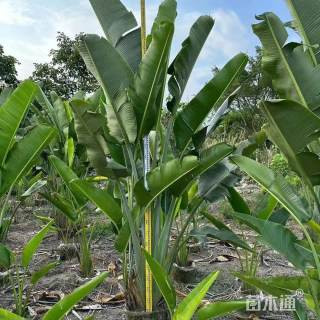 高度100厘米芭蕉