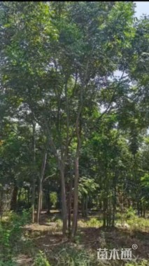 40公分丛生栾树