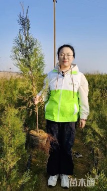 高度140厘米侧柏