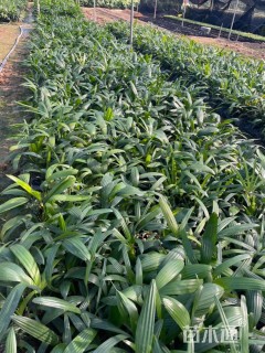 裸干高1厘米棕竹