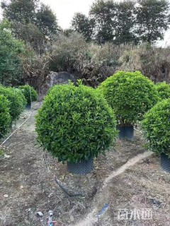 高度160厘米非洲茉莉球