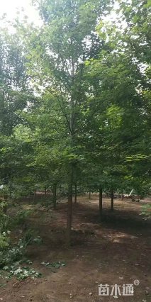 10公分美国红枫