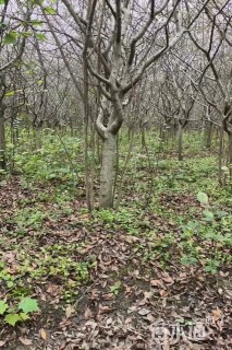 8公分垂丝海棠