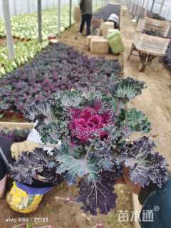 高度15厘米羽衣甘蓝