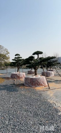16公分罗汉松