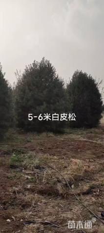 原生苗白皮松