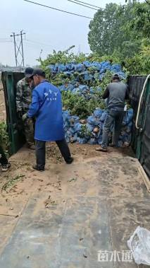 高度80厘米连翘