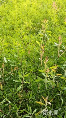 高度60厘米迎春花