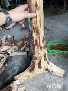 10公分海南黄花梨