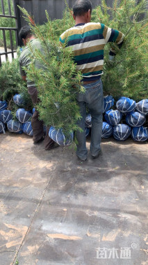 高度130厘米白皮松