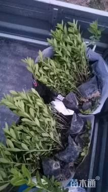 高度25厘米杜鹃